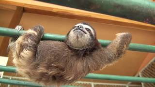 Baby Sloth learns to climb [upl. by Ash]