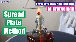 How to use Spread Plate Technique  Spread Plate Method  Microbiology [upl. by Sladen]