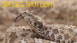 Species Spotlight IRANIAN SPIDERTAILED VIPER Pseudocerastes urarachnoides [upl. by Amathist]