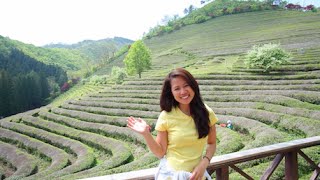 보성녹차밭 Boseong Green Tea Plantation [upl. by Nhor661]