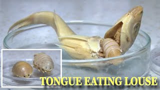 Cymothoa Exigua The Tongue Eating Parasite Found In Turkey [upl. by Selig778]