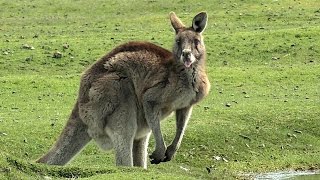 Forester Kangaroos Macropus giganteus at Narawntapu [upl. by Reo]