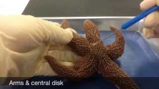 Echinoderm Dissection [upl. by Johna601]