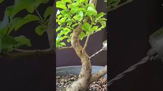 🌸🌳♥️ bonsai nature [upl. by Fenny354]