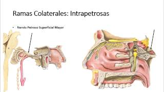 Nervio Facial VII  Recorrido ganglios ramas [upl. by Ehcnalb]