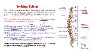 Anatomy amp Physiology 59 Vertebral Column  Introduction of Vertebral Column  Vertebral Column [upl. by Oniotna]