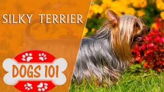 Dogs 101  SILKY TERRIER  Top Dog Facts About the SILKY TERRIER [upl. by Acimot]