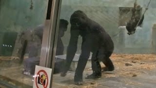 ゴリラのダンス  東山動物園 【頭がおかしくなった？】 [upl. by Atinauq]