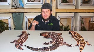 Which VENOMOUS Lizard Is Most Likely To BITE ME [upl. by Suirad]