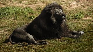 Black Lion and Most Strange Weirdest and Rarest Animals in the World Real Pictures [upl. by Puiia376]