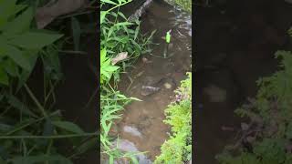 quotSpotted Snakehead Fishing in Small Water  Catching Channa Punctataquot [upl. by Vershen419]