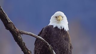 Southeast Alaska Chilkat Autumn Ice amp Eagles [upl. by Ravid875]