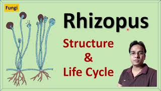 Rhizopus  Structure  Reproduction and Life cycle  Zygomycetes [upl. by Chema]