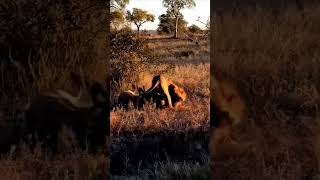 Lion hunt hyena animals wildlife wildanimals foryou fyp [upl. by Nomannic]