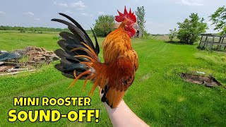 🐓 Serama Chicken Update 🐓 Miniature Chickens as indoor pets 🐤 [upl. by Cardinal70]