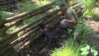 Jagdhundeausbildung im Schwarzwildgatter [upl. by Shandy]