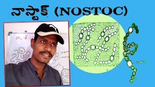 నాస్టాక్ NOSTOC [upl. by Shay]