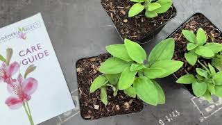 How To Care For New Alstroemeria Plants  Alstroemeria Select [upl. by Boggers]