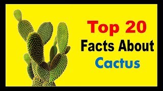 Cactus  Facts [upl. by Amikahs15]