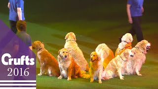 Southern Golden Retriever Display Team  Crufts 2016 [upl. by Mayer]