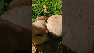 Massive Bread Loaf Mushrooms Purple Spored Puffball in a Field [upl. by Denise]