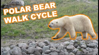 Polar bear walk cycle Side view turn animation reference [upl. by Aurelio]