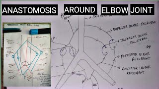 Anastomosis around Elbow joint  collateral and recurrent anastomosis  by charsi [upl. by Claudetta110]