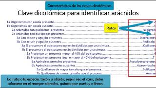 ¿Cómo elaborar claves dicotómicas a partir de un esquema de agrupación [upl. by Faletti608]