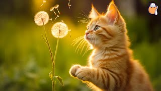 247 Healing Cat Music  Relaxing Piano Music for Cats with purring sounds  Sleepy Cat [upl. by Anilec]