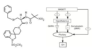 MK677 Ibutamoren  A Comprehensive Overview [upl. by Zoes]