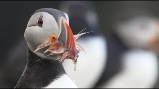 Grímsey Island Puffin Show  Iceland  Lindblad Expeditions [upl. by Castara131]