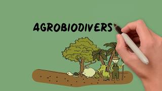 Dynaversity video scribing 1 Agrobiodiversity [upl. by Waller88]