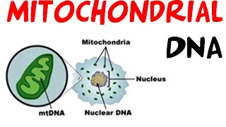 Mitochondrial DNA [upl. by Benny89]