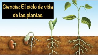 Ciencia El ciclo de vida de las plantas [upl. by Sert137]