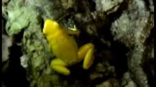 Phyllobates terribilis quotYellowquot calling [upl. by Hendel]