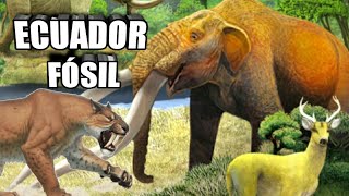 🦁 Descubre los fósiles de Ecuador Megafauna Megamamíferos 🐘 [upl. by Aruon]