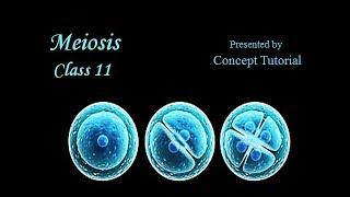 Meiosis  Cell Cycle amp Cell Division Part 3  Biology Class 11NEET [upl. by Htabmas]