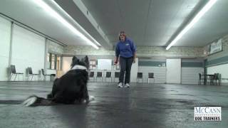 Dog Obedience Training Working Hand Signals [upl. by Reisman]