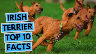 Irish Terrier  TOP 10 Interesting Facts [upl. by Chee]