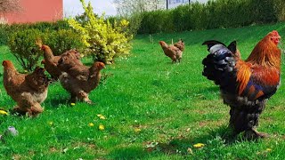 Giant Rooster and Hens Brahma Chicken  Video 4K [upl. by Caprice483]