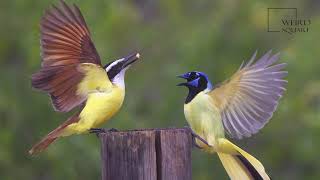 Interesting facts about great kiskadee by weird square [upl. by Lussier]