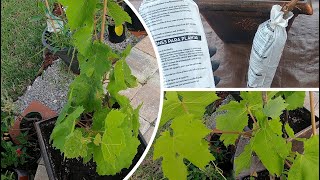 Planting Seedless Grape Roots in Pots HIMROD variety [upl. by Kinson]