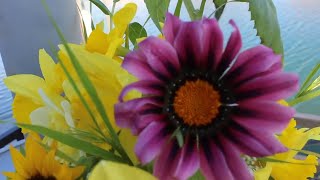 Gazania Growing Guide Harvesting amp Vase Life Tips Ep 129 [upl. by Jamille579]