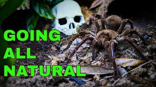 Im DITCHING Basic Tarantula Husbandry  HERES WHY [upl. by Teddi]