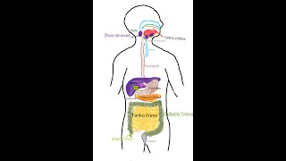 BIO8 Prebavila [upl. by Aram]