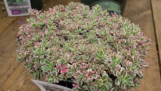 Sedum Tricolor Stonecrop  Superb Hardy Easy to Grow🌝and VERY COLORFUL Perennial [upl. by Tarah]