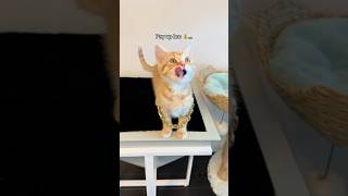 WHAT IS CLEMENTINE INVOVLED IN⁉️🍊💰🫣 fosterkitten orangecat funnycatvideo [upl. by Engis]