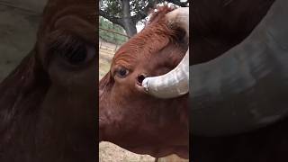 Why Domestic Animals Need Horns Trimming❓ [upl. by Caryl]