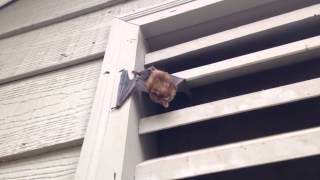 Bat Removal in Gable Vent in Johns Creek [upl. by Ortensia895]