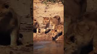 Lioness Leads Her Little Cubs Across the River SAFARI  Kambulas Lions Pride [upl. by Nnyw]